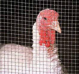 Doomed White House turkey